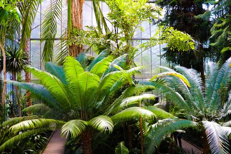 Palm trees in a subtropical Parkの写真素材
