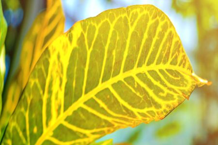 Close-up of colorful leaves of flowers. Backgroundの写真素材