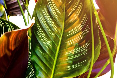Anthurium with green leaf backgroundの写真素材