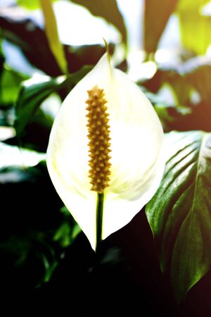 Anthurium Plant. Scientifically this flower is known as Anthurium andraeanumの写真素材