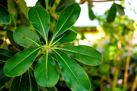 Laurus nobilis laurel tree green leaves on daylight shootの写真素材