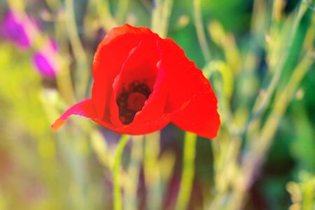 Field of Corn Poppy Flowers Papaver rhoeas in Springの写真素材