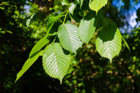 Bottom view tall trees and green branches in the blue sky on Sunny day for background, purposely blurry image, Green forestの写真素材
