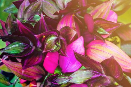 Close-up of colorful red leaves of flowers, backgroundの写真素材