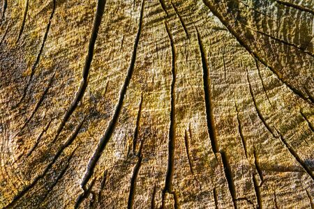 Wood texture of cutted tree trunk, close-upの写真素材
