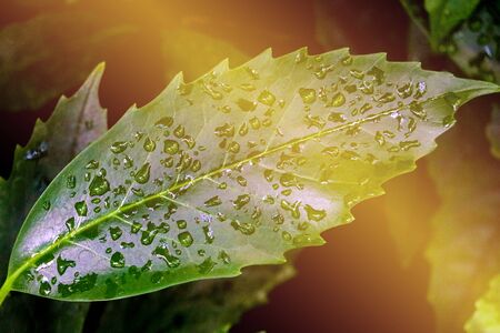 Close-up of green leaves with dewdrops on a dark backgroundの写真素材