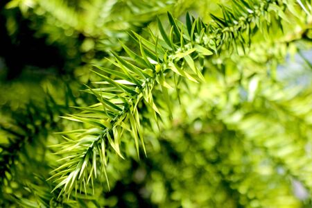 Also known as the monkey puzzle tree, monkey tail tree, or chilean pineの写真素材