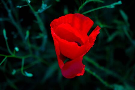 Field of Corn Poppy Flowers Papaver rhoeas in Springの写真素材