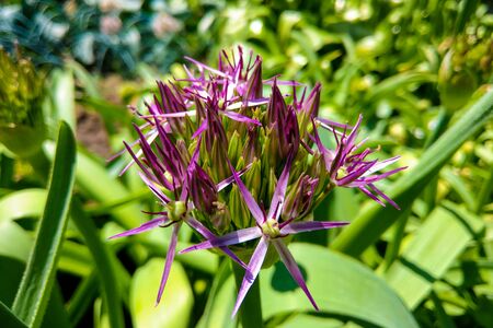 Allium blooming close up. Ball of blossoming allium flowers. Beautiful alliums for gardening theme. Botany conceptの写真素材