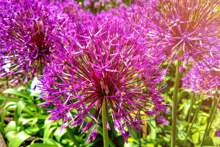 Allium Giganteum blooming. Few balls of blossoming Allium flowers. Beautiful picture with Alliums for the gardening themeの写真素材