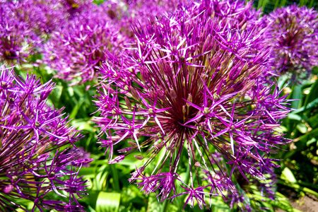 Macro photo nature purple allium flower. Background texture of round fluffy blooming lilac color allium. Image plant blooming Allium onion flower on the fieldの写真素材