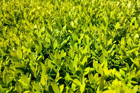 Full frame many the green leaf for backgroundの写真素材