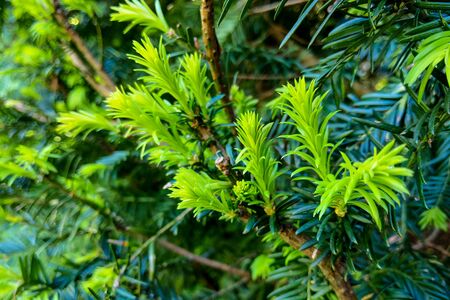 The juniper bush closeup. Background with juniper branches growing in the parkの写真素材