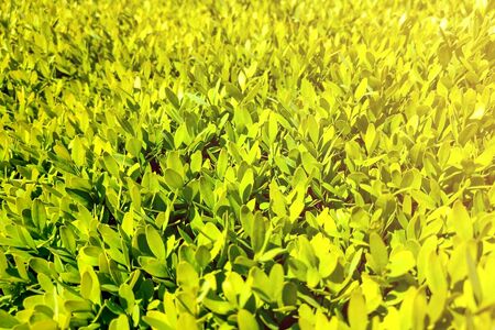 Green leaves texture background macro, plant, natureの写真素材