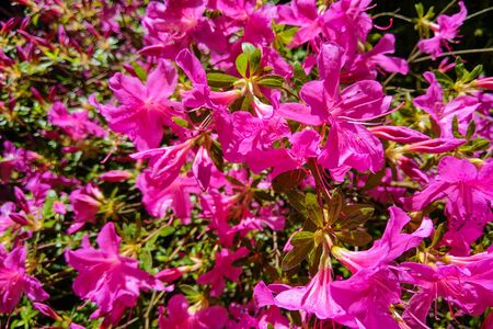 Mirabilis jalapa, the miracle of Peru or a four-hour flower, is the most common ornamental species of the Mirabilis plant and is available in various colorsの写真素材