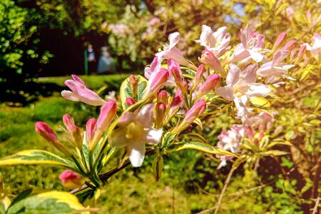 Blossom apple over nature background, spring flowersの写真素材