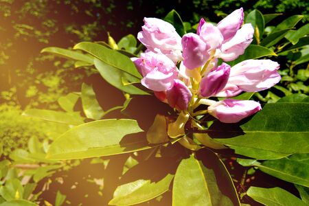 Blown beautiful magnolia flower on a tree with green leavesの写真素材