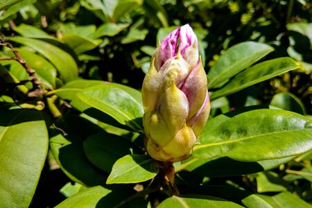 Blown beautiful magnolia flower on a tree with green leavesの写真素材