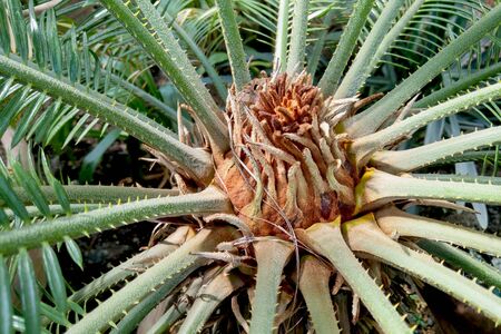 Green leaves of Japanese Sago palm tree Cycas revoluta the foliage cycad palm plantの写真素材