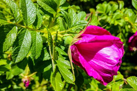 Rosa rugosa common names are rugosa rose, beach rose, Ramanas roseの写真素材