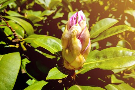 Blown beautiful magnolia flower on a tree with green leavesの写真素材