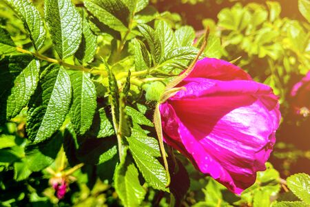 Pink flower of the rosa rugosa roseの写真素材