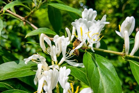 Japanese honeysuckle flowers Lonicera japonica, nature, springの写真素材
