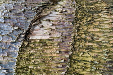 close-up of an pine tree's bark, natureの写真素材