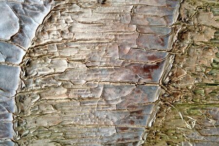 close-up of an pine tree's bark, natureの写真素材
