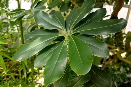 Plumeria obtusa, the Singapore graveyard flower, is a species of the genus Plumeriaの写真素材