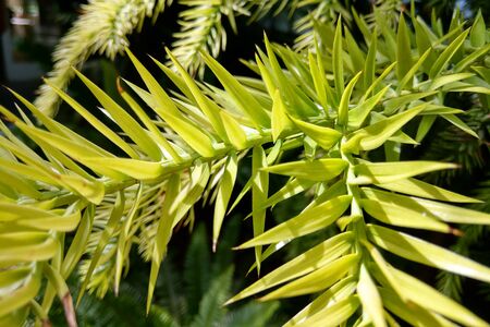 Close-up of green Branches of a Araucaria Treeの写真素材