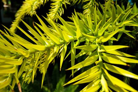 Monkey puzzle tree branch - Latin name - Araucaria araucanaの写真素材