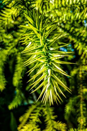 A branch of evergreen Araucaria treeの写真素材