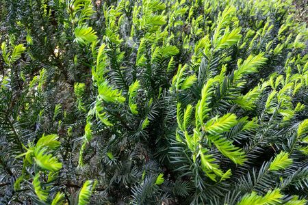 Creeping juniper in the garden background. Green leave textureの写真素材