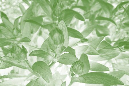 Salvia officinalis is a large genus of perennial herbaceous plants and shrubsの写真素材