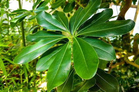Beautiful Plumeria for background or used for miscellaneousの写真素材