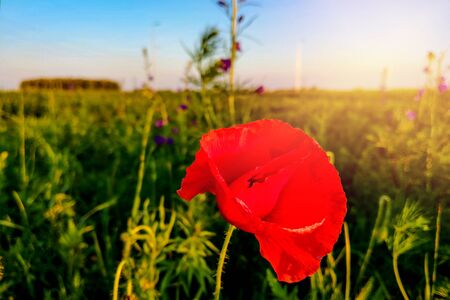 Field of bright red corn poppy flowers in summerの写真素材