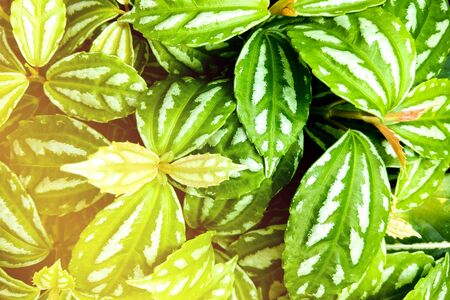 Peperomia puteolata is commonly known as the parallel peperomia or watermelon peperomia in terms of the leaf pattern resembling the rind of a watermelonの写真素材