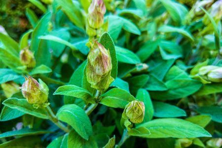 Salvia officinalis is a large genus of perennial herbaceous plants and shrubsの写真素材