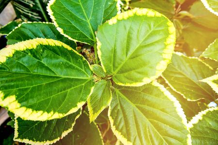 Leaves of a linden tree in summer in backlightの写真素材