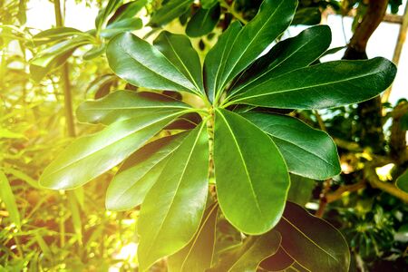 Beautiful Plumeria flower for background or used for miscellaneousの写真素材