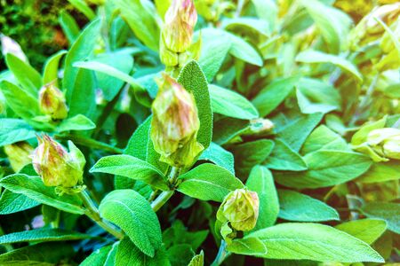 Sage Salvia officinalis herb used for cooking and medicinal purposesの写真素材