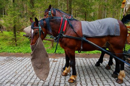 Close-up two horses eating hay grassの写真素材