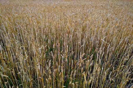 field of wheat under cloudy skyの写真素材