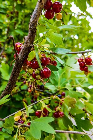 Red currants in the gardenの写真素材