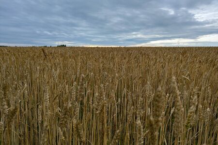 field of wheat under cloudy sky, natureの写真素材