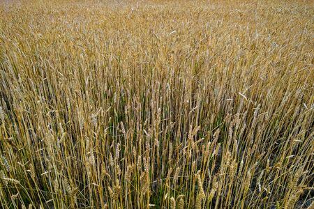 field of wheat under cloudy sky, natureの写真素材
