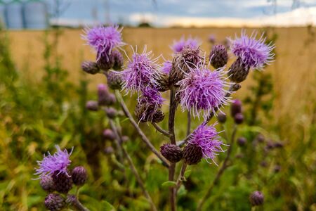 close up of Cirsium vulgare flower, the spear thistle, bull thistle, or common thistle, blooming in summerの写真素材