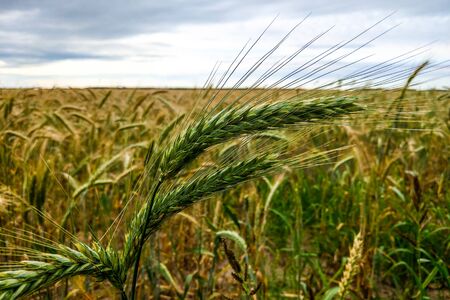 closeup green ear of barley, rural culture, agriculture conceptの写真素材
