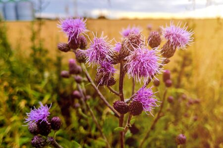 Spear thistle or Cirsium vulgare flower close-up against bokeh background, selective focusの写真素材